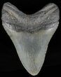 Fossil Megalodon Tooth - Georgia #60891-1